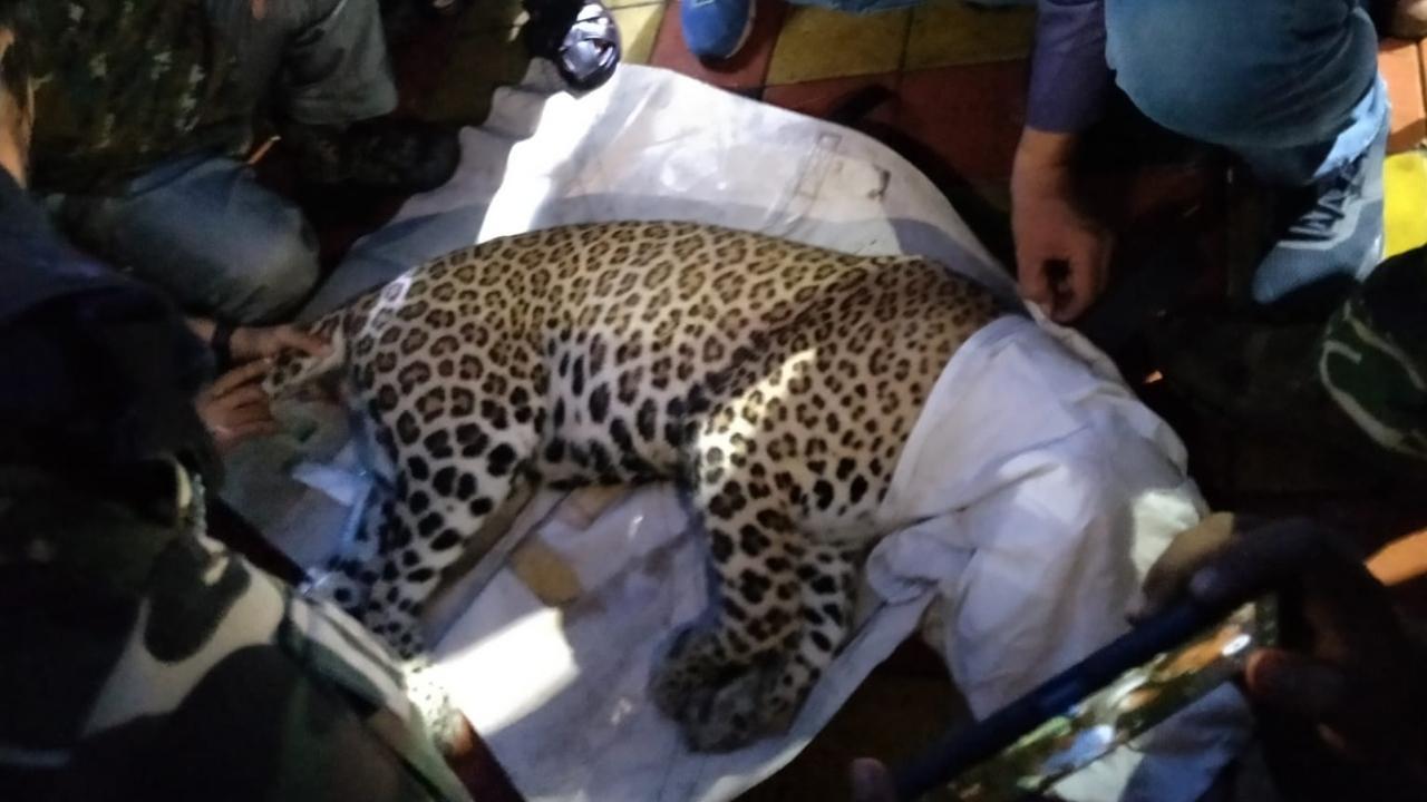 Mumbai: Leopard attends day school in the night, caught bunking in toilet